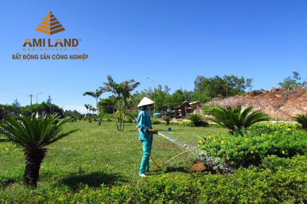 Dịch vụ chăm sóc cây xanh